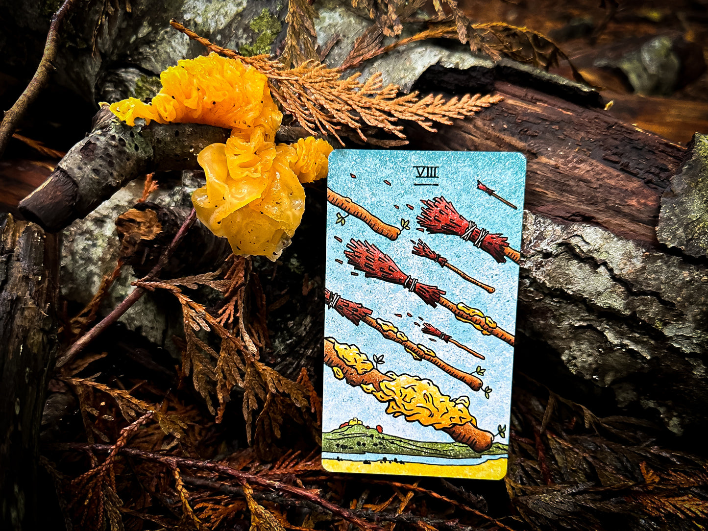 THE MUSHROOM HUNTER'S ARCANUM: A Tarot Deck for Mushroom Hunters